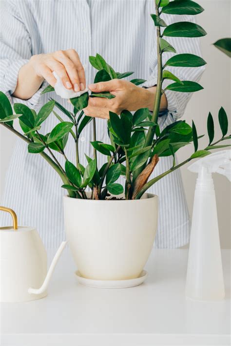 客廳 植物 風水|風水植物｜不只富貴竹！7款招財/招桃花植物推介+不可不知風水 